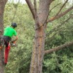 consolidamento alberi roma