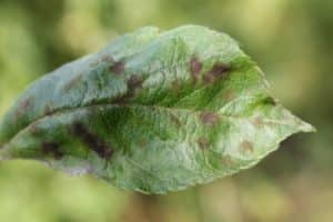 fungicidi naturali contro malattie piante