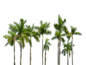 Malattia delle palme