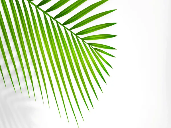 malattie delle palme