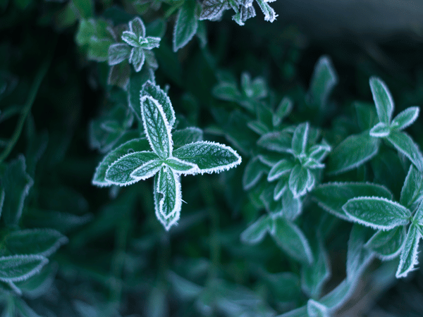 Come proteggere le piante dal freddo