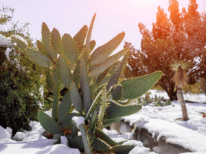 come proteggere le piante esterne dal freddo