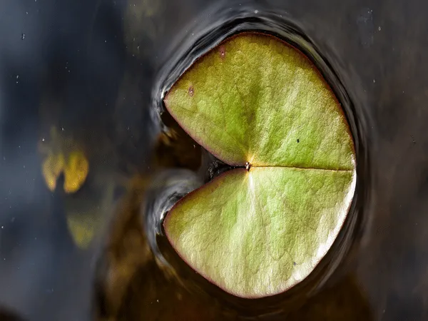 le piante acquatiche