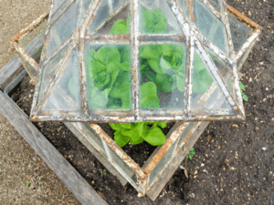 proteggere le piante in vaso dal freddo