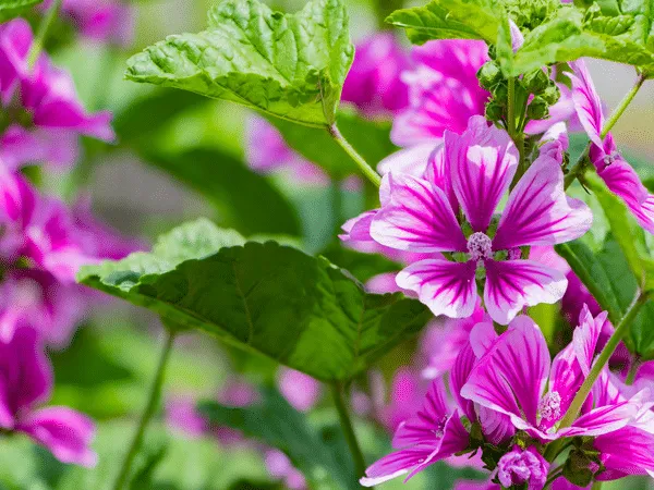 Pianta di malva