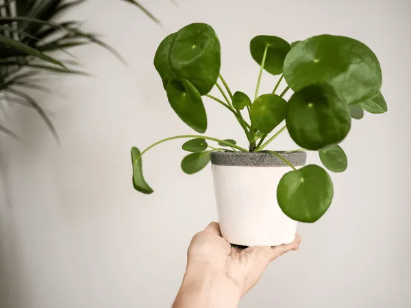 pianta tropicale
